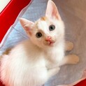 家族が出来ました♡だいこんおろしくん