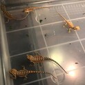 フトアゴヒゲトカゲベビー里親募集　9匹