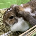 なな3歳メスです。