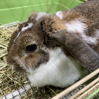 なな3歳メスです。