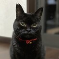 クロちゃん