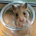 キンクマとゴールデンの赤ちゃんハムスター