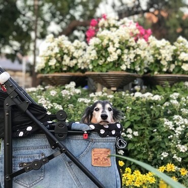 カートに乗って公園にお散歩