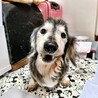 おやつください！