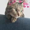 の写真