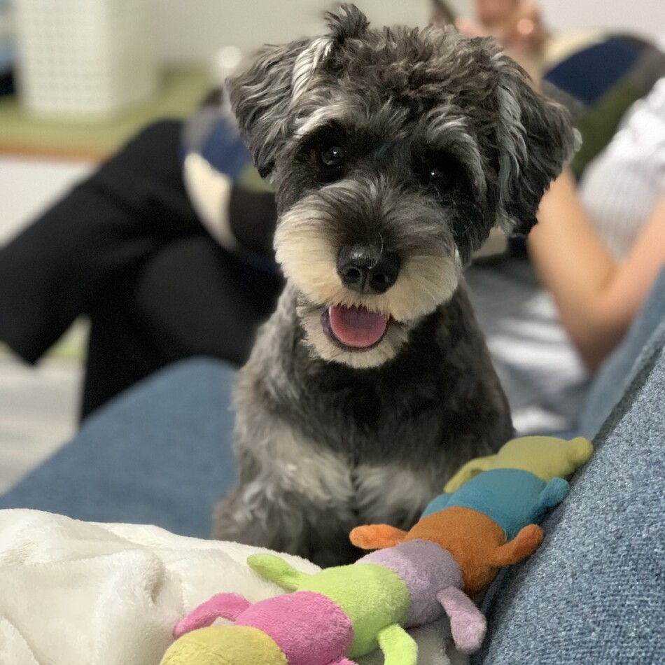 こうめのカバー写真