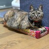 の写真