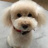 トリミング 行ってきたよ♫
