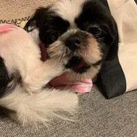 コロ