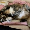 の写真