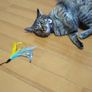 愛くるしいきゅうちゃん❤️です。