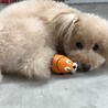 お気に入りのたまごちゃん♡
