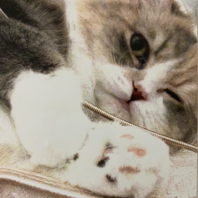 miya-mofuのカバー写真