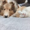 @さくら@