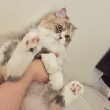 の写真