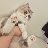 の写真