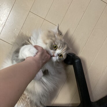 ガブガブ