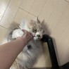 ガブガブ