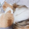 の写真