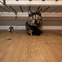 きぃ