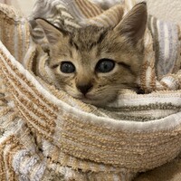 みぃ