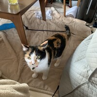 おもち