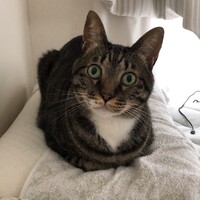 いろは