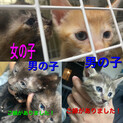 子猫の里親様を探しています。