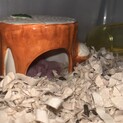 キンクマハムスター 