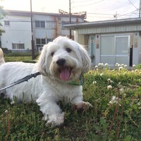 みかん