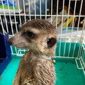 ミーアキャット　5歳