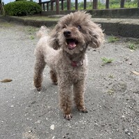 ポポ