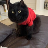 くま