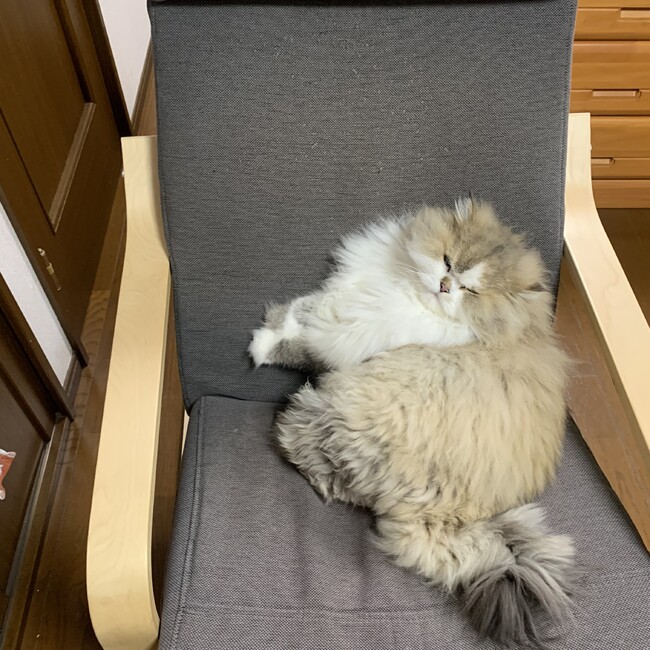 みぃ〜ちゃんのカバー写真
