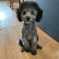 ノア