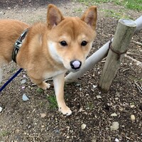 こまめ