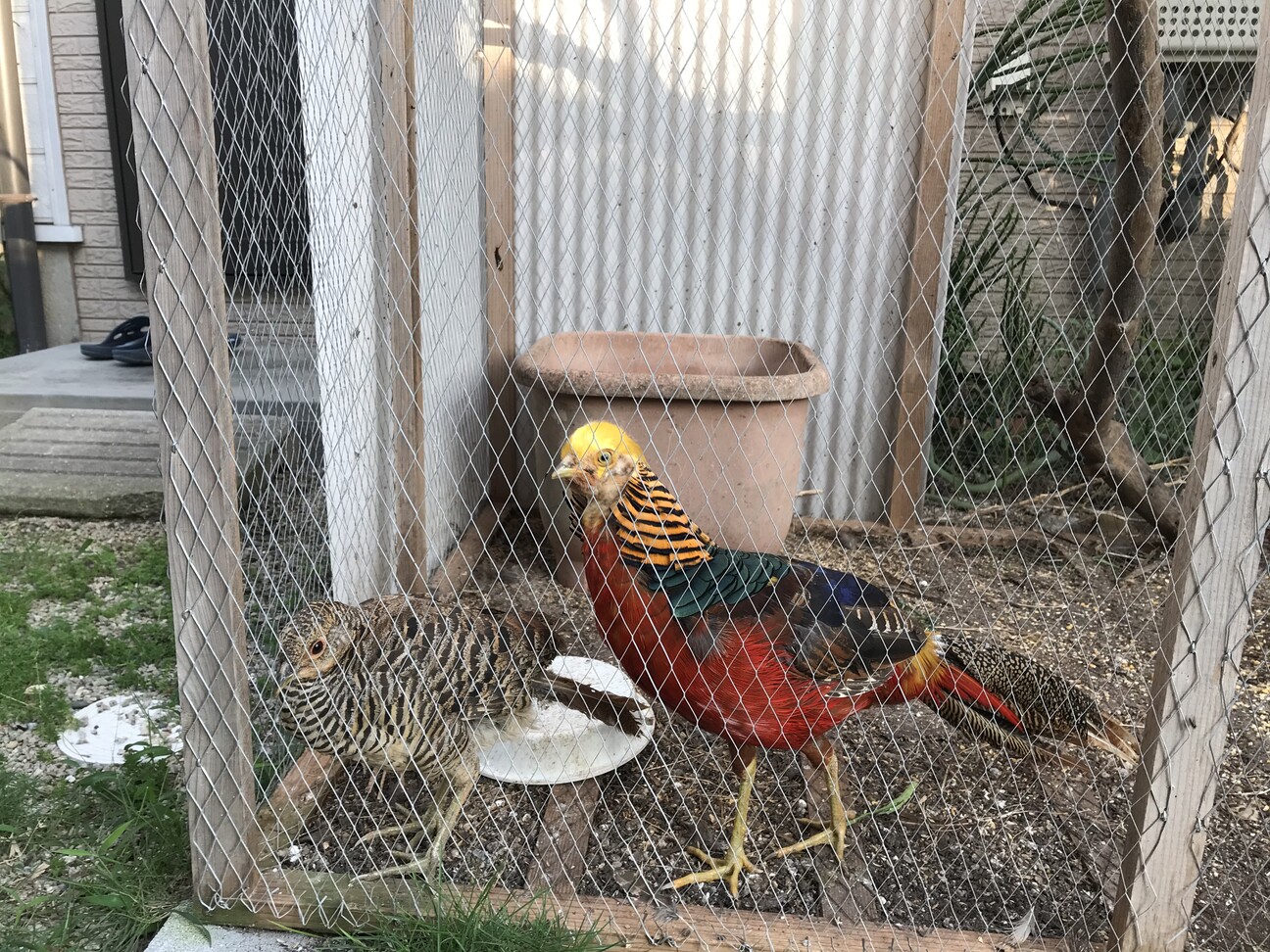 金鶏のオス4羽 メス1羽 福岡県 鳥の里親募集 ペットのおうち 月間利用者150万人
