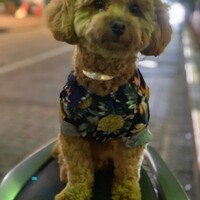 桃太郎