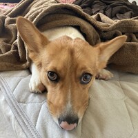ここ