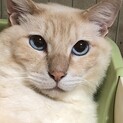 穏やかで優しいモフモフ男子♪こてつです♪