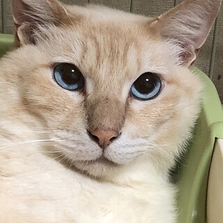 穏やかで優しいモフモフ男子♪こてつです♪