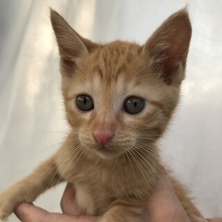子猫の里親募集中　里親様決まりました