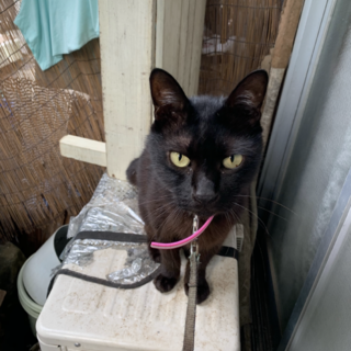 黒色の猫ちゃんです