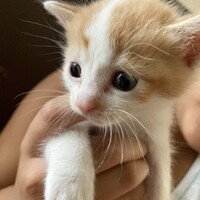 ティエリ