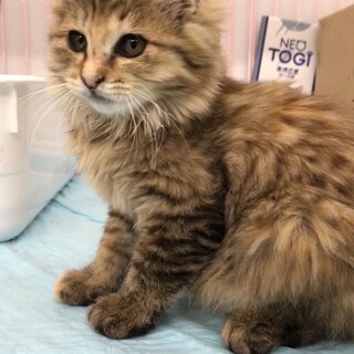 長毛ゴージャス、ラルゴちゃんの里親さん大募集！