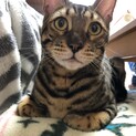 ベンガル♂3歳、虚勢済みです