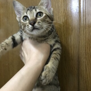 里親決定しました