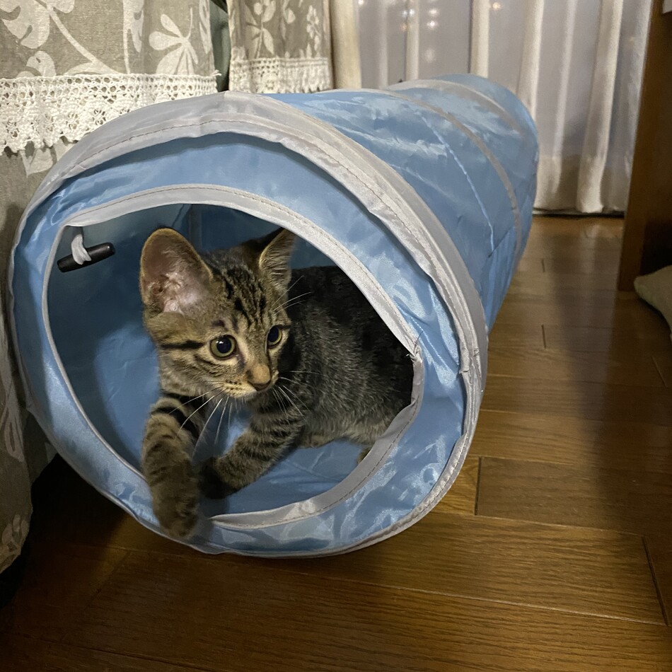 峯丸のカバー写真