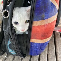 ミルキー