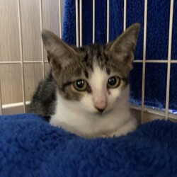 この子に優しい里親様を・・・